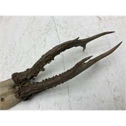 Taxidermy; Roe Deer (Capreolus capreolus), adult Roebuck neck mount looking straight ahead, mounted upon an oak shaped shield, together with a pair of Roe Deer antlers, with partial skull