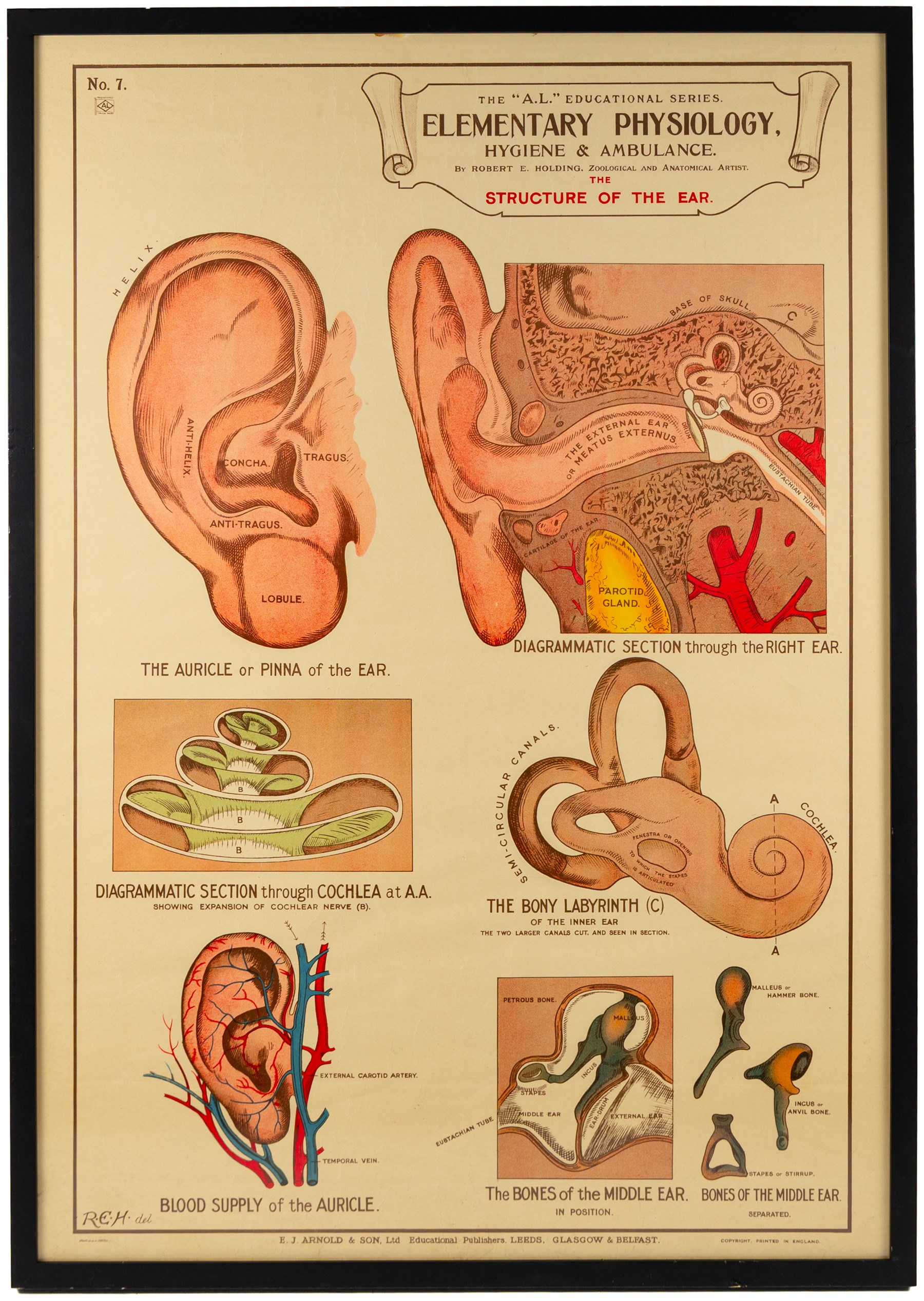 Complete set of eight 'AL Educational Series Elementary Physiology Hygiene and Ambulance' medical posters by Robert R Holding (Zoological and Anatomical artist), published by E J Arnold & Son Ltd of Leeds, Glasgow and Belfast, all framed