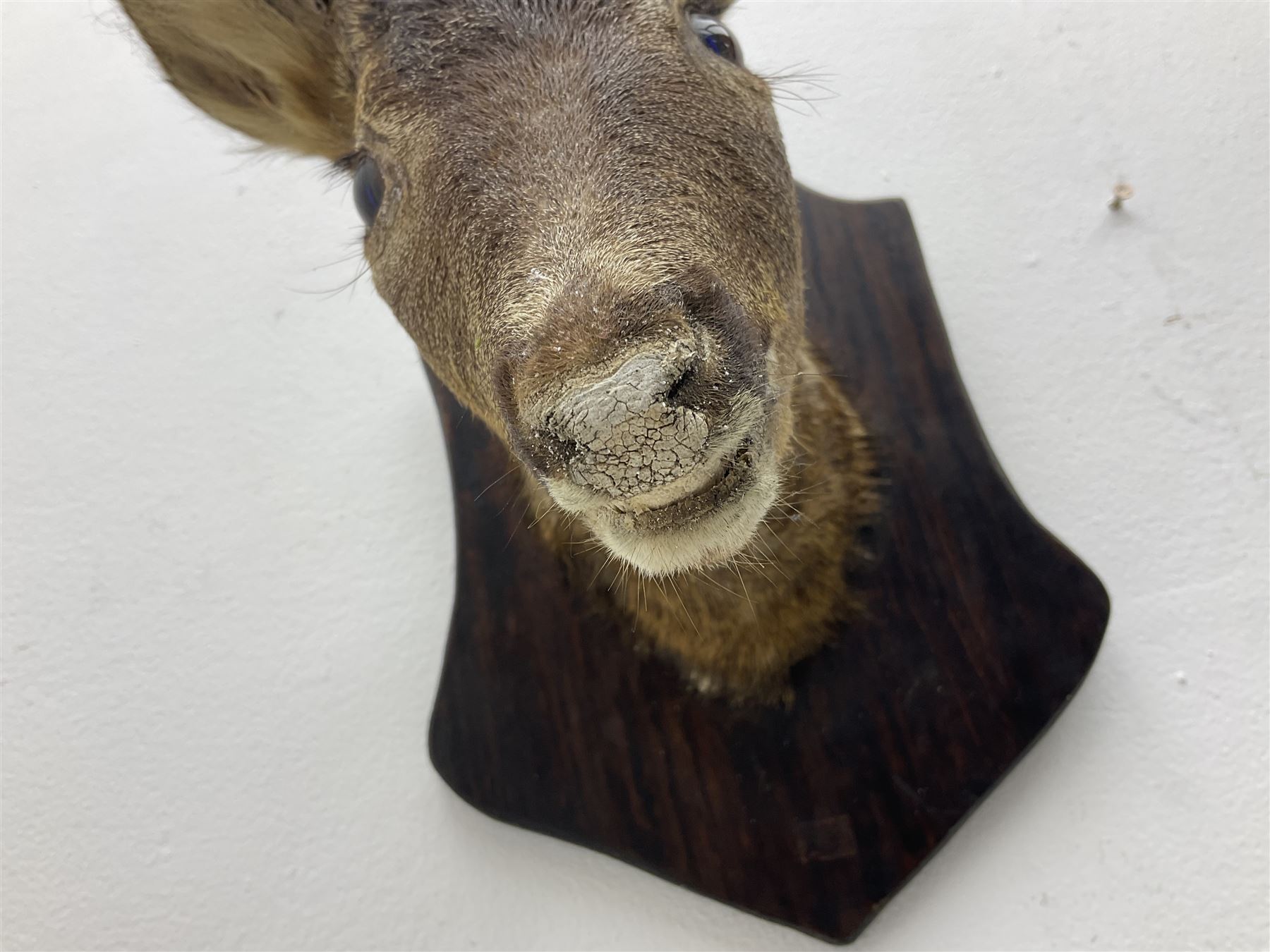 Taxidermy; Roe Deer (Capreolus capreolus), adult Roebuck neck mount looking straight ahead, mounted upon an oak shaped shield, together with a pair of Roe Deer antlers, with partial skull