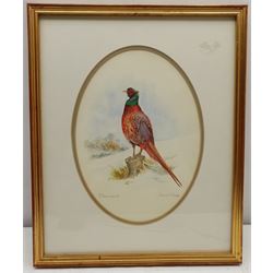 Jane Nagy (British 20th century): 'Pheasant', watercolour signed and titled 27cm x 20cm