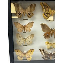 Entomology: Single glazed display of African Saturniidae (Emperors) moths, circa 20th century, single glazed display containing twelve various specimens, some with attached data labels, all pinned upon foam backing and named labels, enclosed within a glazed ebonised display case, H39cm, L50cm