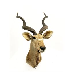 Taxidermy: Greater Kudu (Tragelaphus Strepsiceros), adult male shoulder mount, H170cm