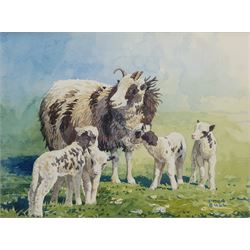 Simon Bull (British 1958-): Ram and Lambs, watercolour signed 27cm x 36cm