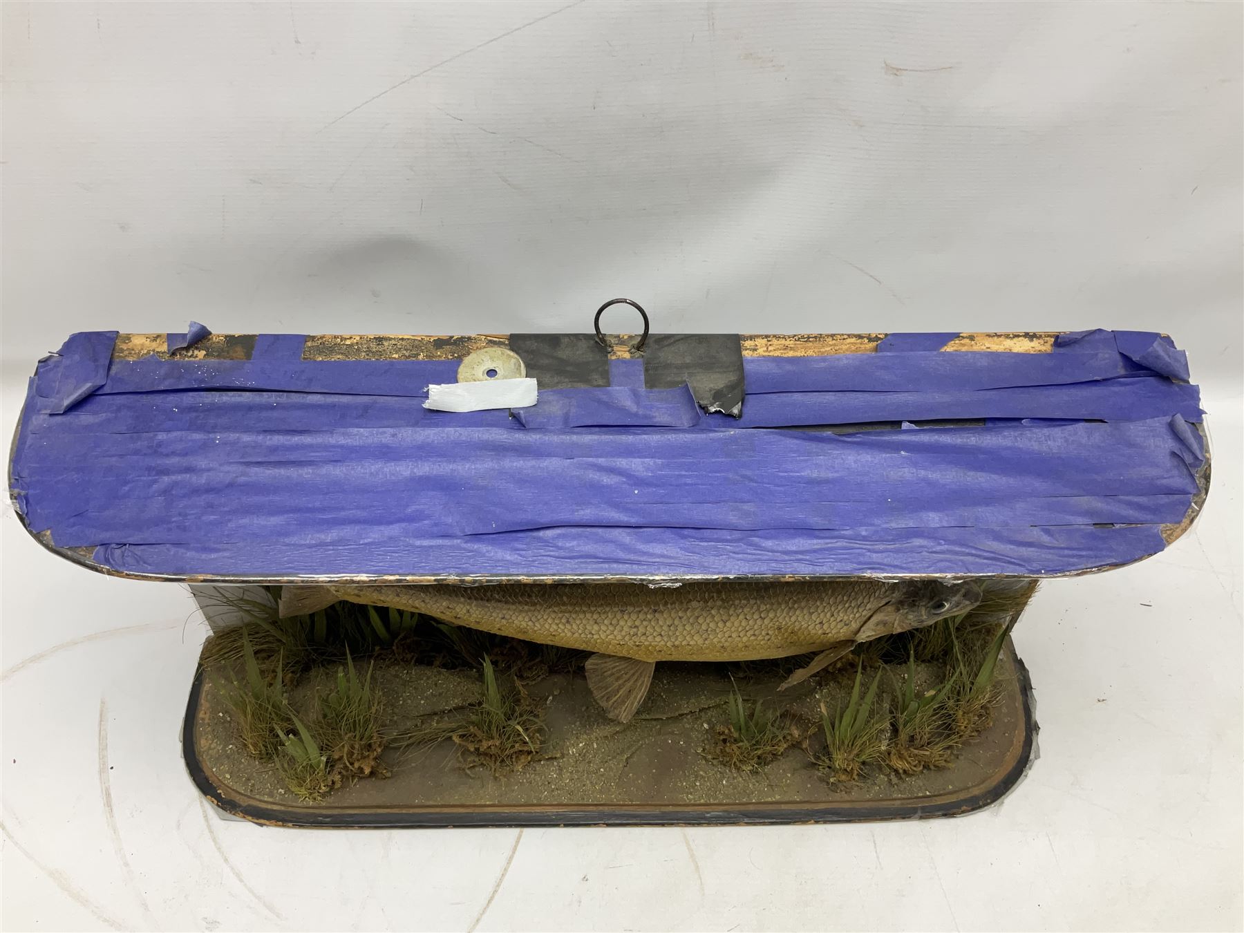 Taxidermy: Grayling (Thymallus thymallus), preserved by John Cooper & Sons, 28 Radnor Street, St Luke's, London, skin mount set above a pebbled river bed with reeds and grasses, set against blue painted back drop, with inscription 'Grayling caught by Rev R.S. Ricketts at Kirkham Bridge Sept 14th 1895, artificial fly - single hair' L57cm H29cm 