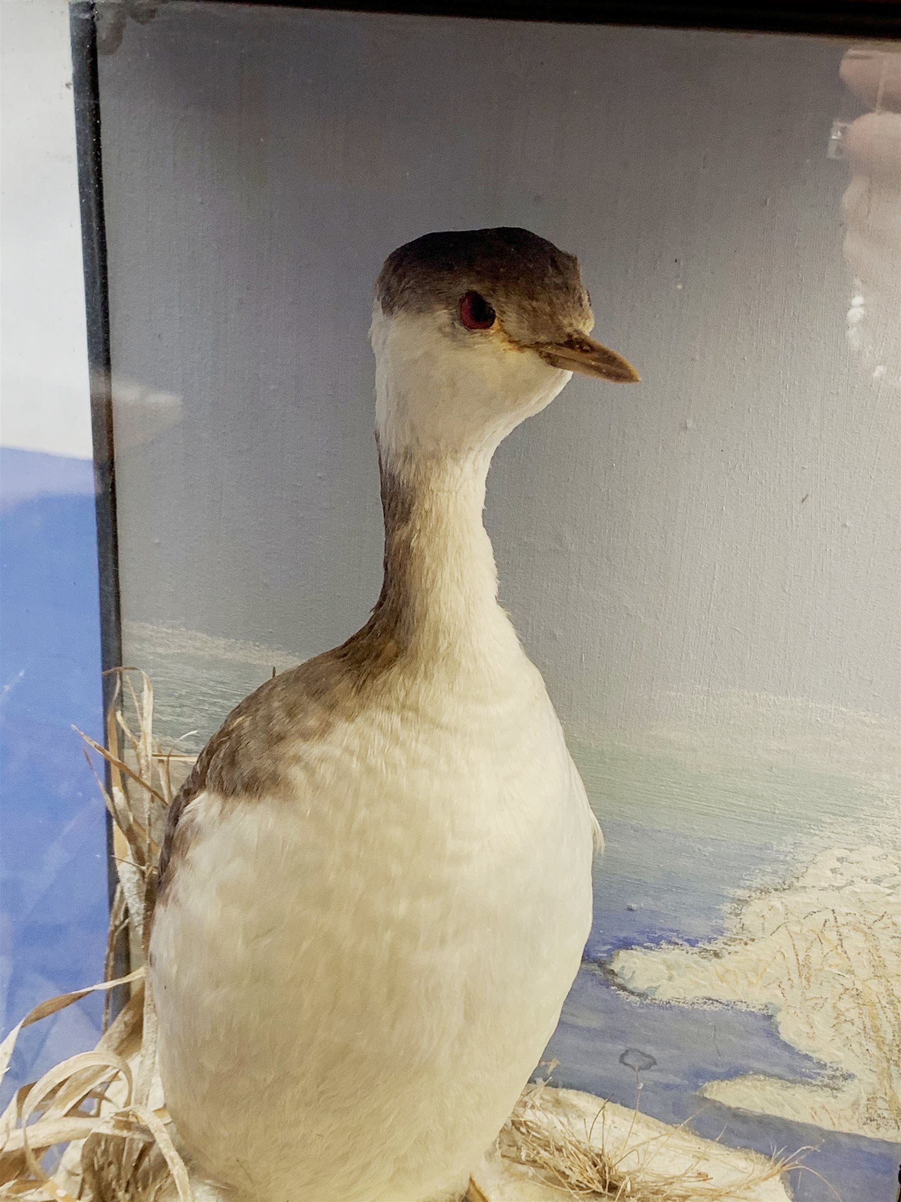 Taxidermy: Victorian cased Slavonian Grebe (Podiceps aritus), in naturalistic setting with snow covered ground work and grasses, set against a painted waterscape backdrop, encased within a pitch pine three pane display case, with paper label verso inscribed Slavonian Grebe, H35cm L25cm D15.5cm 