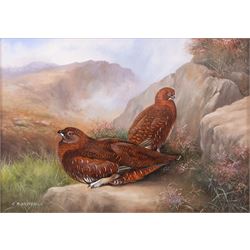 Carl Whitfield (British 1958-): Pair of Grouse in a Rocky Valley, oil on board signed 11cm x 16cm