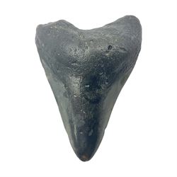 Black Megalodon (Otodus Megalodon) tooth fossil, age; Miocene period, H9cm, W7cm