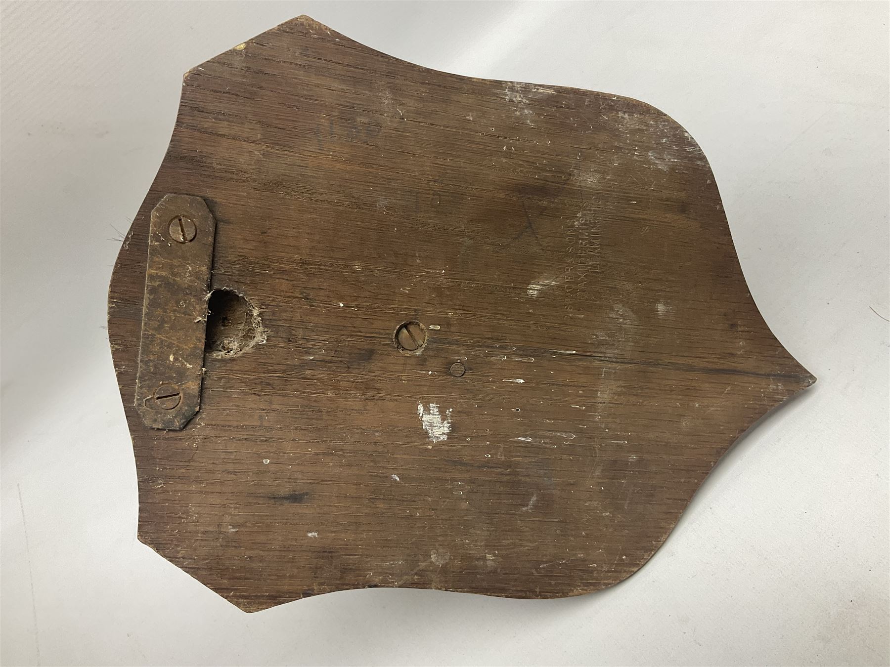 Taxidermy; Red fox mask (Vulpes vulpes), with mouth agape bearing teeth and ears back, mounted upon oak shield