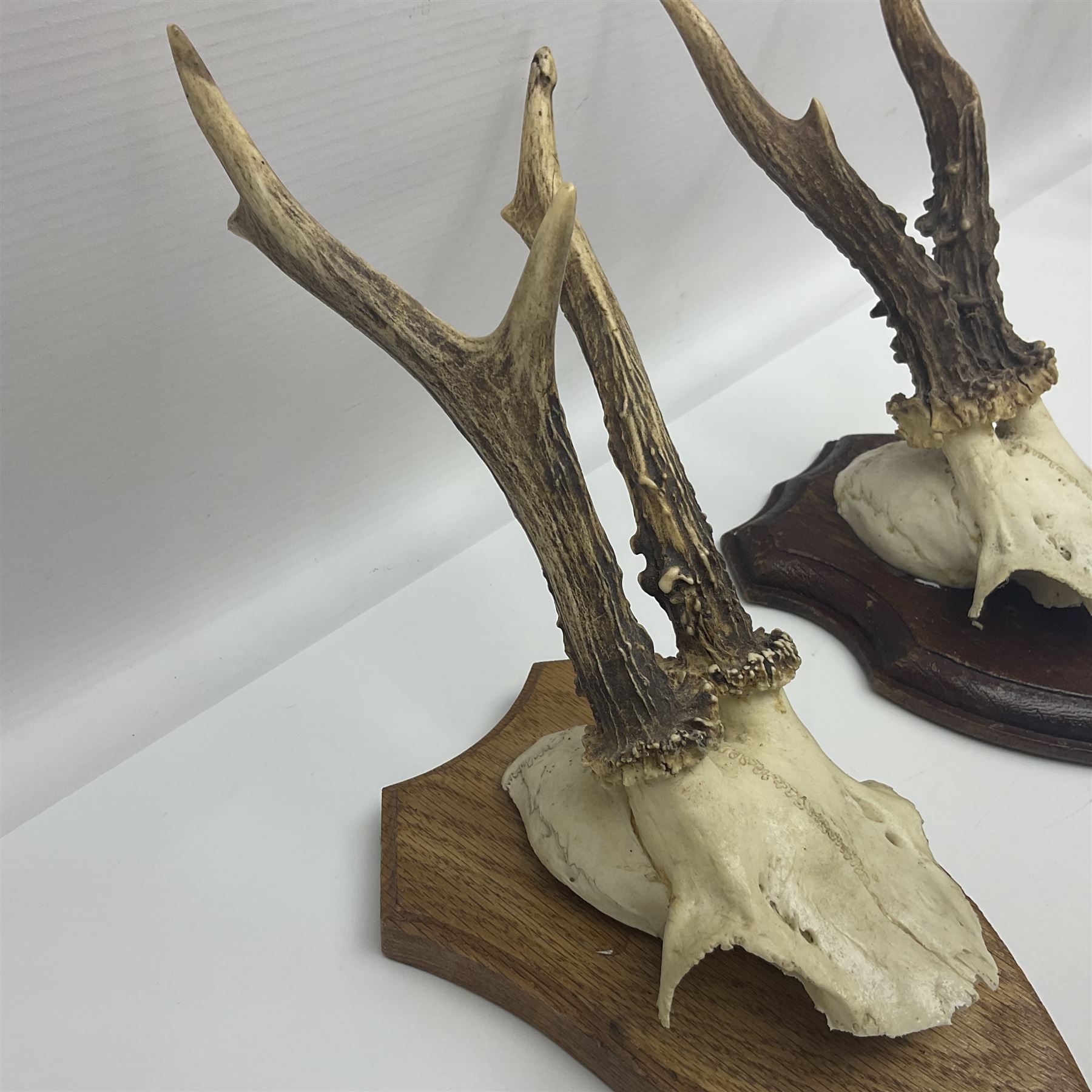 Antlers/Horns: Roe Deer (Capreolus capreolus) ten pairs of roe deer antlers mounted upon wooden shields, shield H19cm 