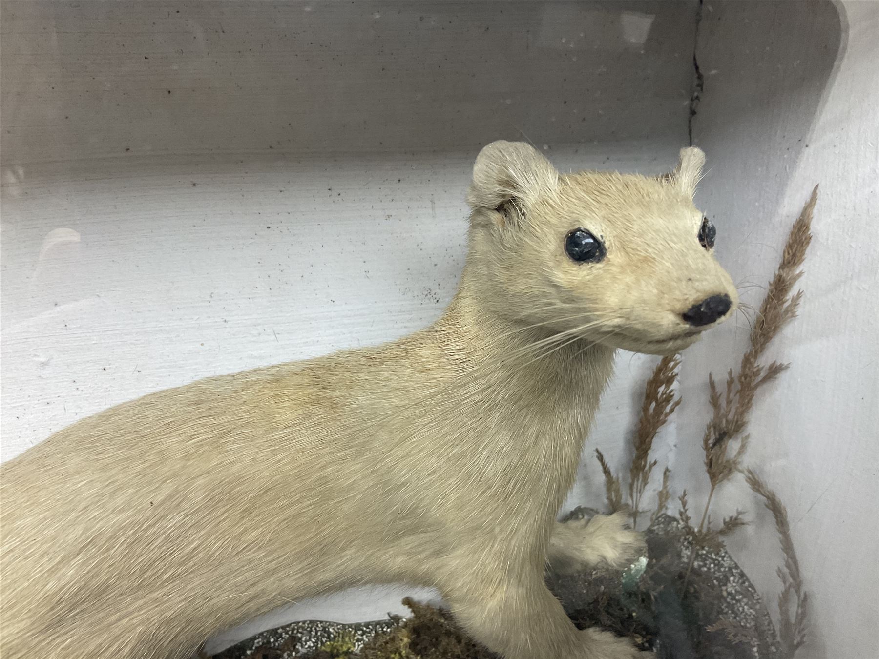 Taxidermy: Red Squirrels (Sciurus vulgaris), full adult mount, climbing a small cut tree stump, in a naturalistic setting, encased within a single pane display case, together with cased Ermine ((Mustela erminea), full adult mount, in a ebonised single pane display case, squirrel case, H35cm, L38cm