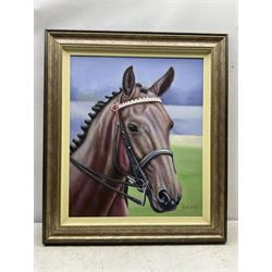 Jacob Hunt (British 1958-): Portrait of a Horse, oil on canvas signed 60cm x 50cm
