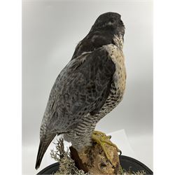 Taxidermy: Victorian cased Peregrine Falcon (Falco peregrinus), full female mount  stood atop a tree stump in a naturalistic ground, enclosed beneath a period oval glass dome with ebonised base, raised upon four bun feet, H54cm D20cm W34cm