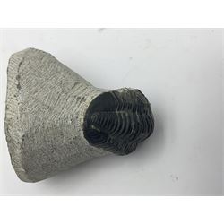 Dragonfly larvae (Libellula doris), together with four Mosasaur teeth, four trilobites (Crotalocephalina gibba) and one other tooth