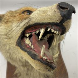 Taxidermy; Red Fox Mask (Vulpes vulpes) by Peter Spicer & Sons, Leamington, head turned to the left in snarling pose on oak shield with plaque 'Old Pumping Station Goathland March 31st 1933'