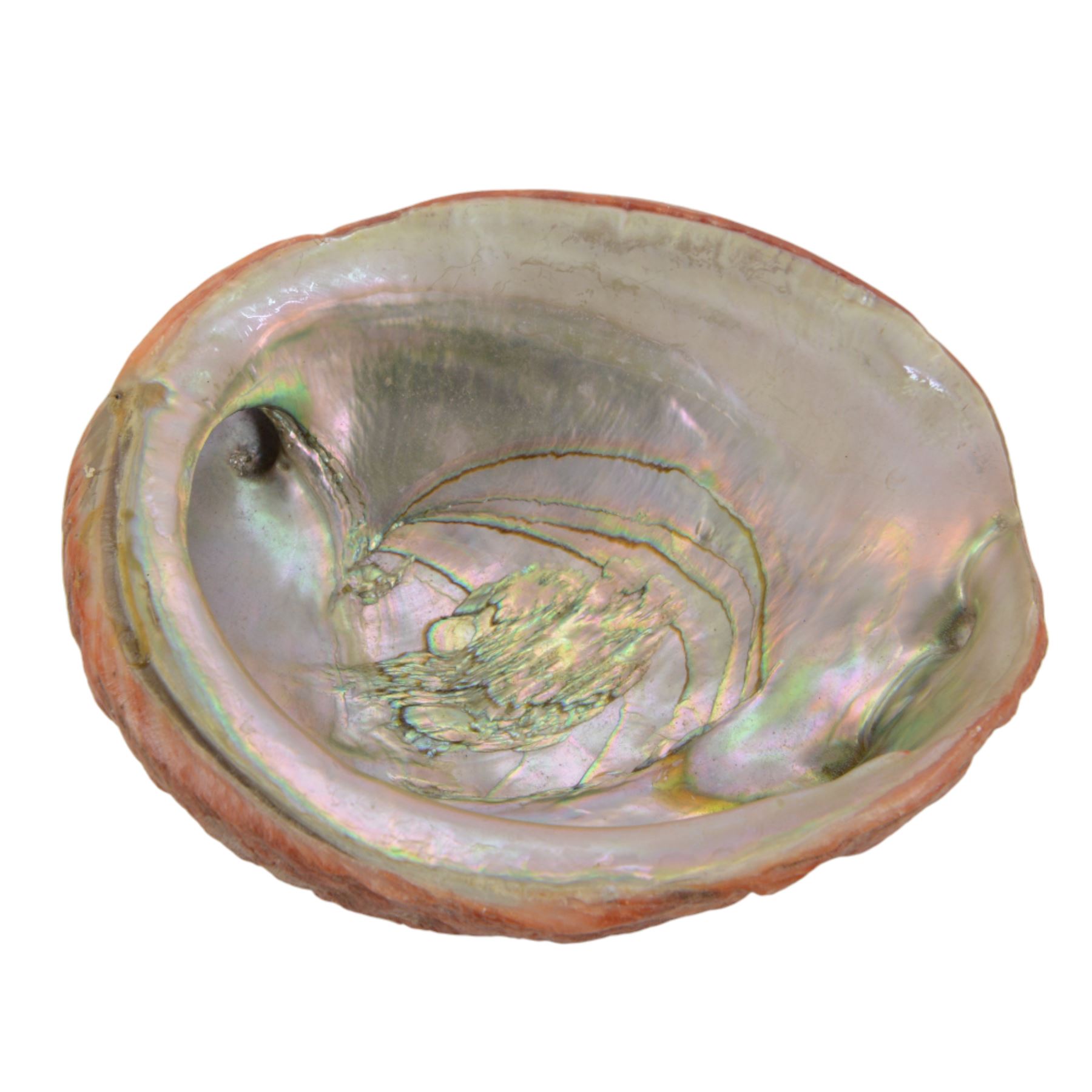 Conchology; Collection of seashells and coral, including Red Abalone shell, Hexaplex Callidinus, verious Cowrie shells, Leopardus cone etc, CITES Appendix II this lot is available to UK buyers only