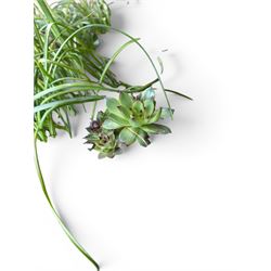 19th century weathered hewn stone planter of rectangular form, planted