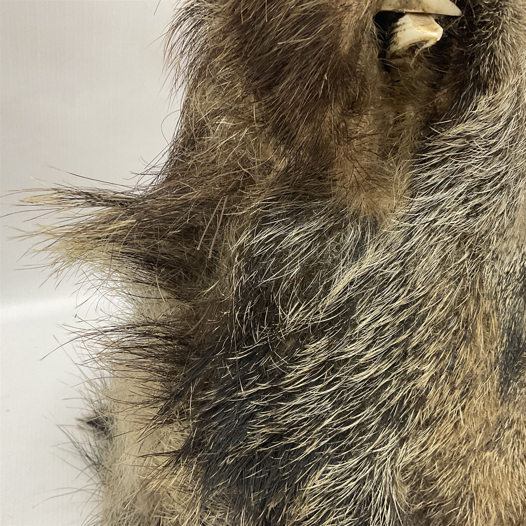 Taxidermy: European Wild Boar (Sus scrofa), adult male shoulder mount looking straight ahead