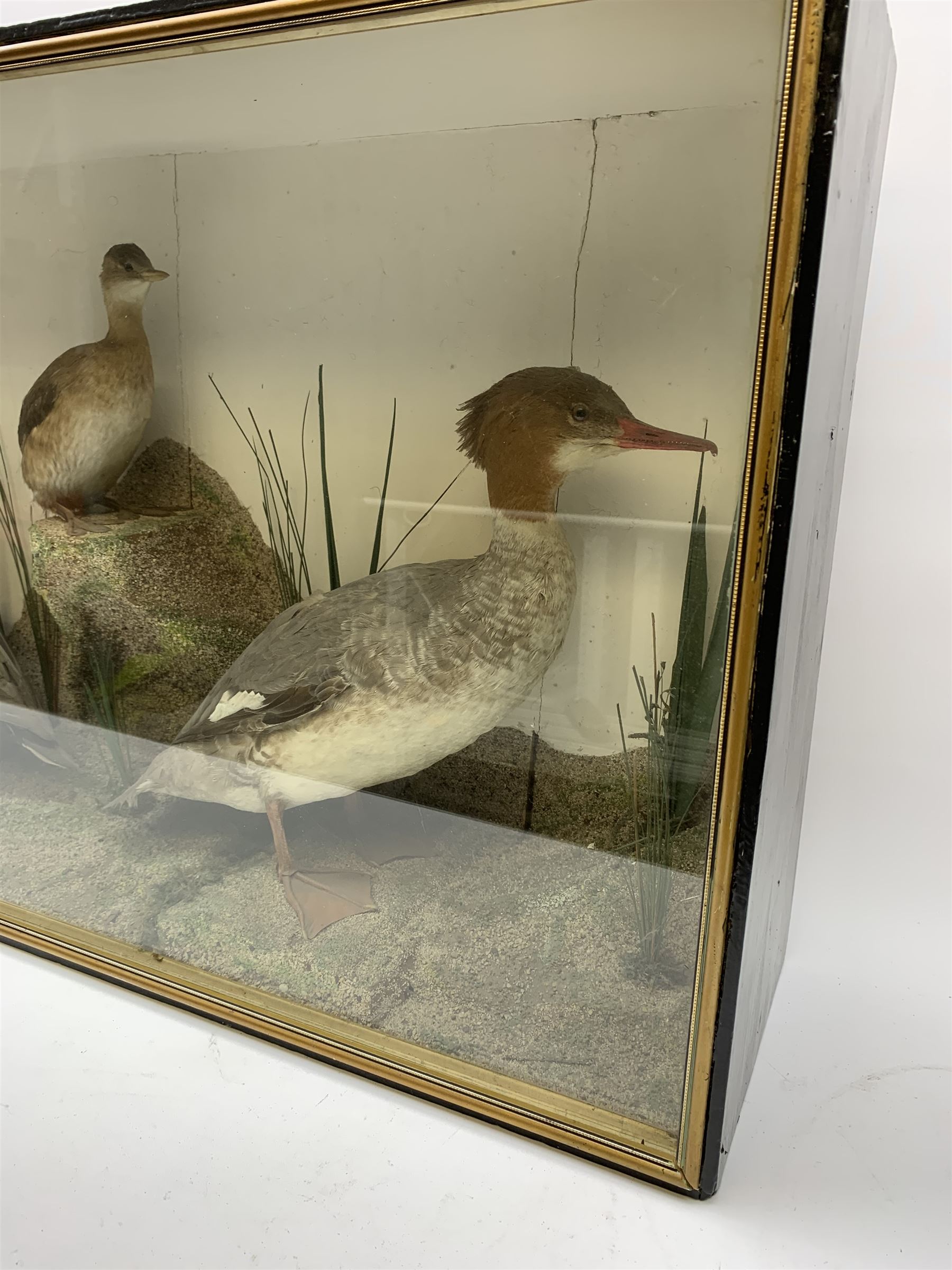 Taxidermy: female Goosander (Mergus Merganser), male Green Wing Teal Duck (Anas Carolinensis), and Little Grebe (Tachybaptus Ruficollis), in naturalistic setting detailed with long grass, set against a painted cream backdrop, encased within an ebonised single pane display case, with taxidermist paper label verso detailed J E Massey, Finkle Street, Malton, H50.5cm W89cm D21cm