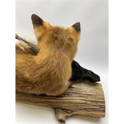 Taxidermy: Red Fox (Vulpes vulpes) with cock pheasant (Phasianus colchicus), open display upon tree mount detailed with moss, mount L64cm  