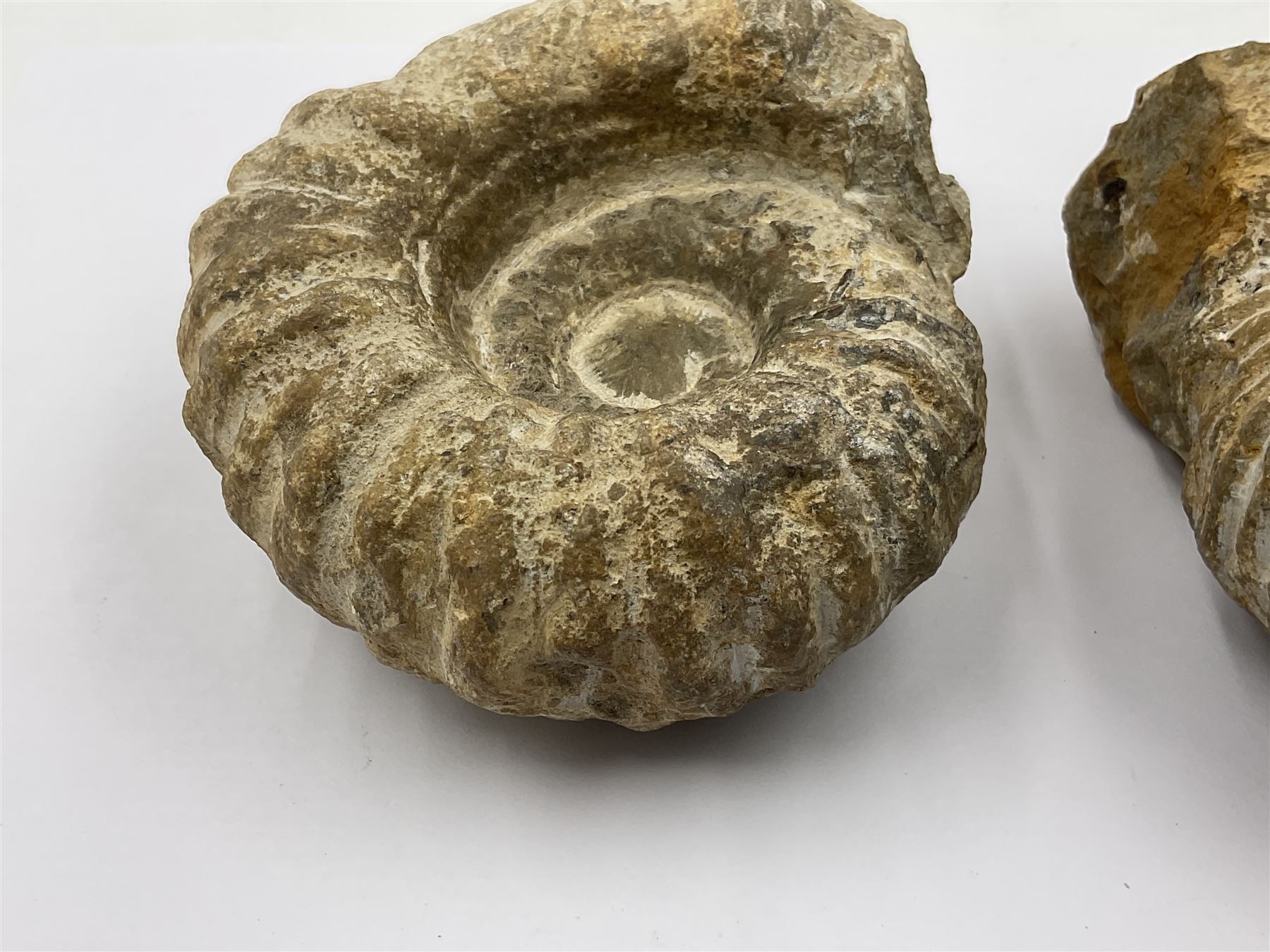 Pair of limestone Ammonite fossils, age; Cretaceous period, location; Morocco, D10cm