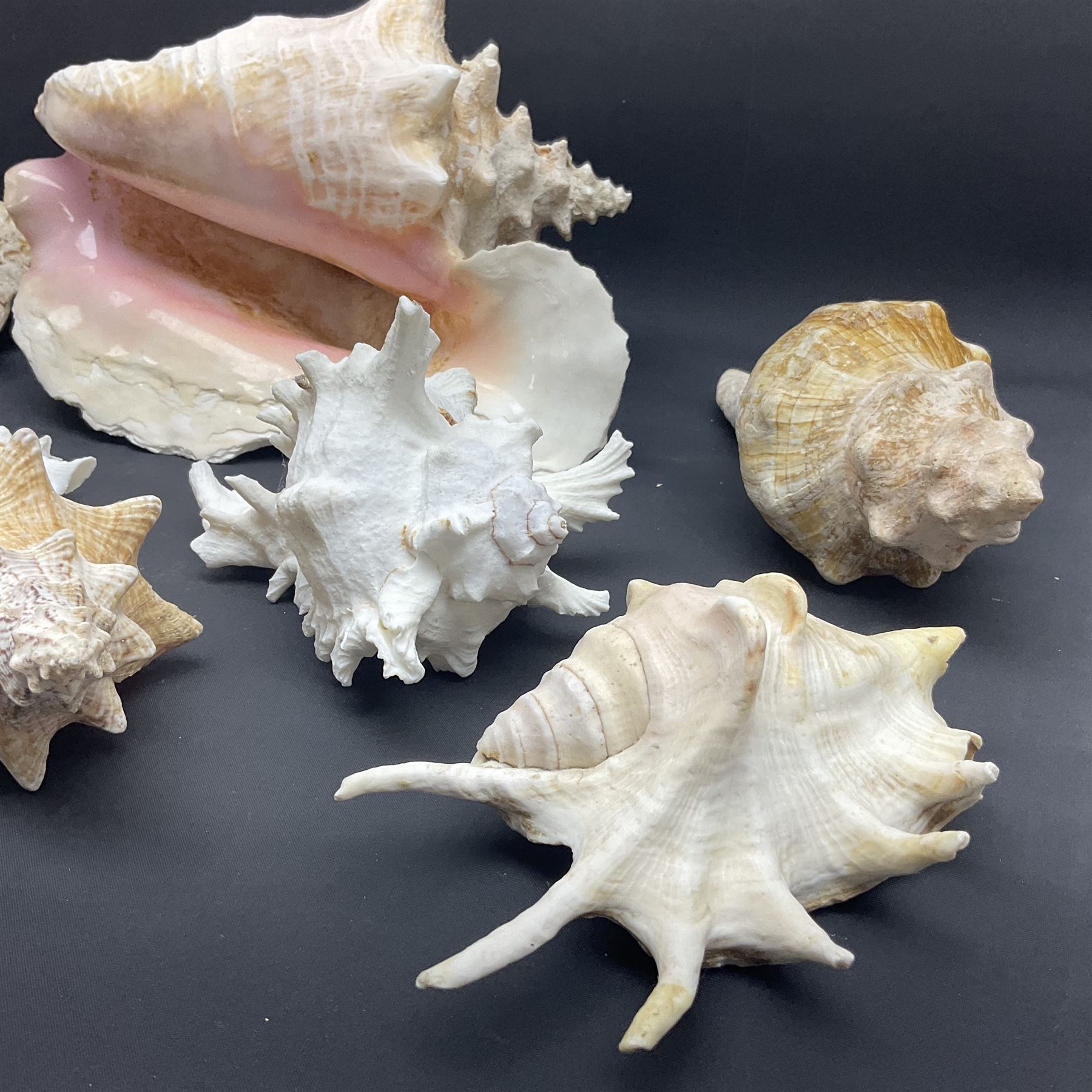 Conchology: selection of conch shells, to include horned examples, largest H17cm, L24cm