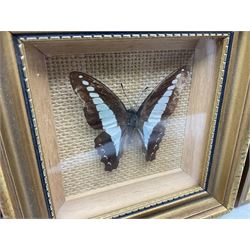 Entomology: Twelve framed displays contain thirteen specimens of tropical moths and butterflies, each mounted within gilt wall hanging picture frames of various sizes, specimens including Morpho Godarti, Caligo idomeneus, Cisseis morpho, Cathosia biblis etc, largest L35cm W30cm 