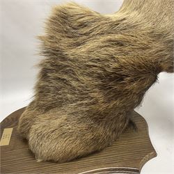 Taxidermy: Red Deer (Cervus elaphus), adult male imperial stag shoulder mount looking straight ahead, ten point antlers, mounted upon a shaped wooden shield, D65cm