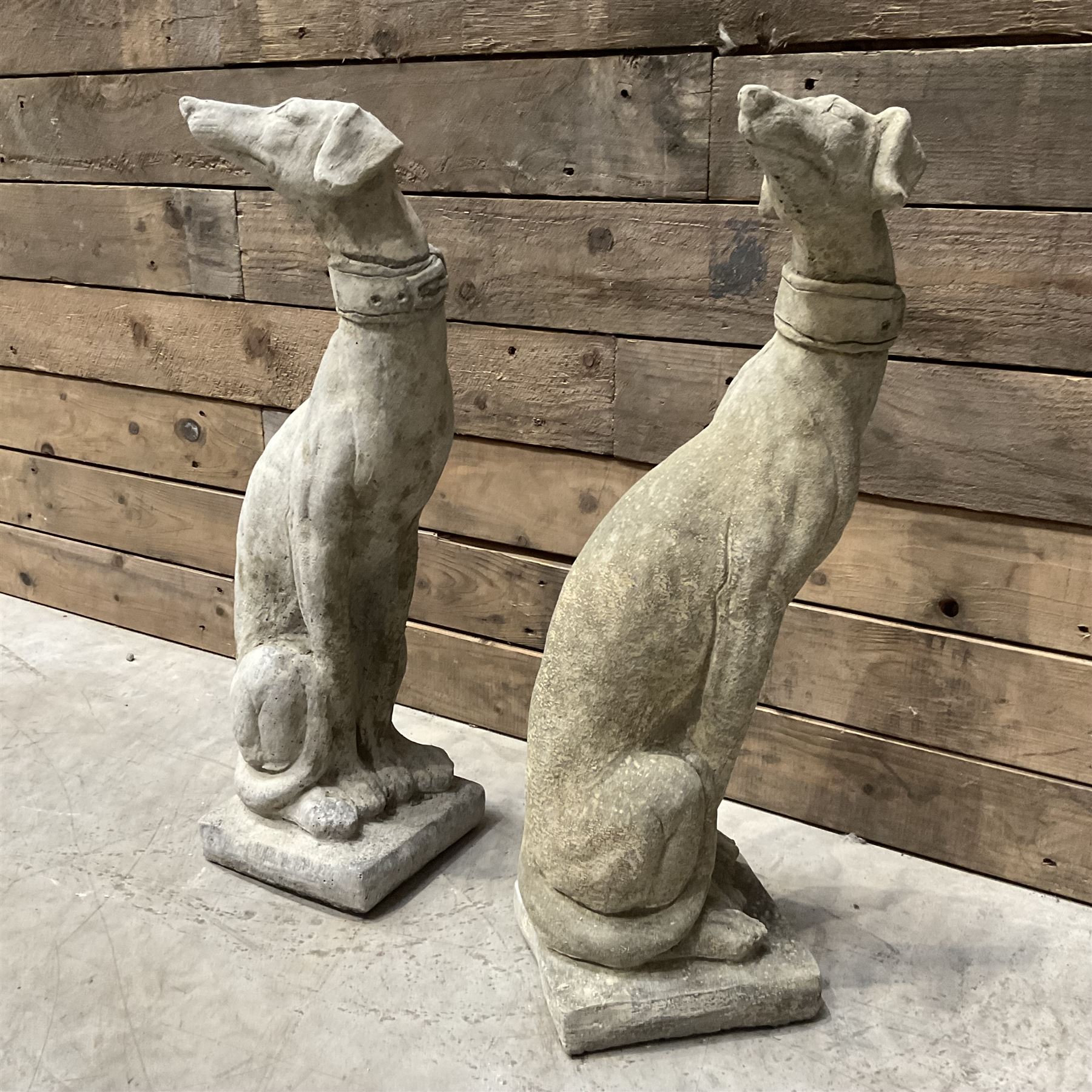Pair of small cast stone seated Whippets with collars, on square plinths