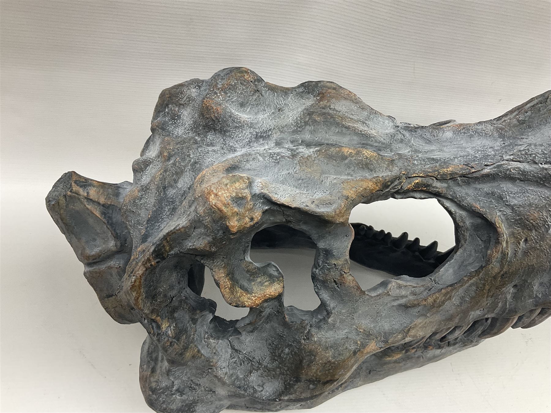 Composite model of a T-Rex dinosaur Skull, L50cms, H36cm 