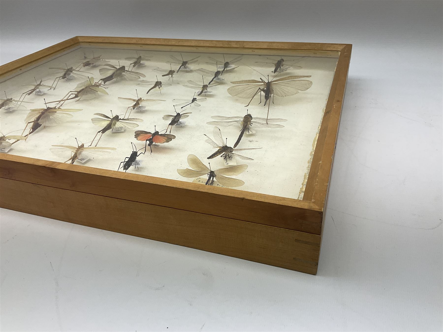 Entomology: Glazed entomology collector's drawer display of various Australian and African Locusts and Dragonflies, twenty-eight assorted specimens, collected from various regions of Australia and Africa, each with attached data labels, H42cm, L51cm