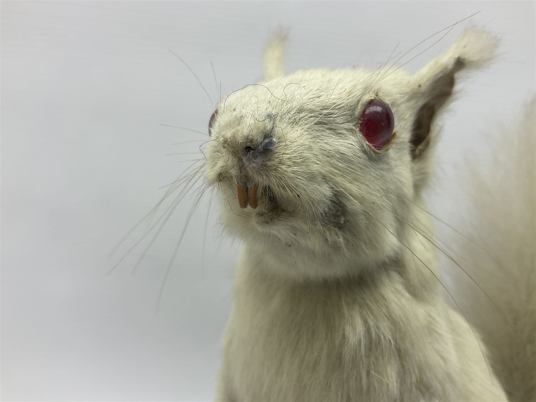 Taxidermy: Victorian albino Squirrel (Sciurus vulgaris), full mount adult, holding a hazelnut, upon naturalistic ground, enclosed beneath later glass dome with ebonised base, H32cm