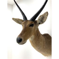 Taxidermy: South African common reedbuck (Redunca Arundinum) male, high quality shoulder mount looking straight ahead, H87cm W38.5 at widest point.  