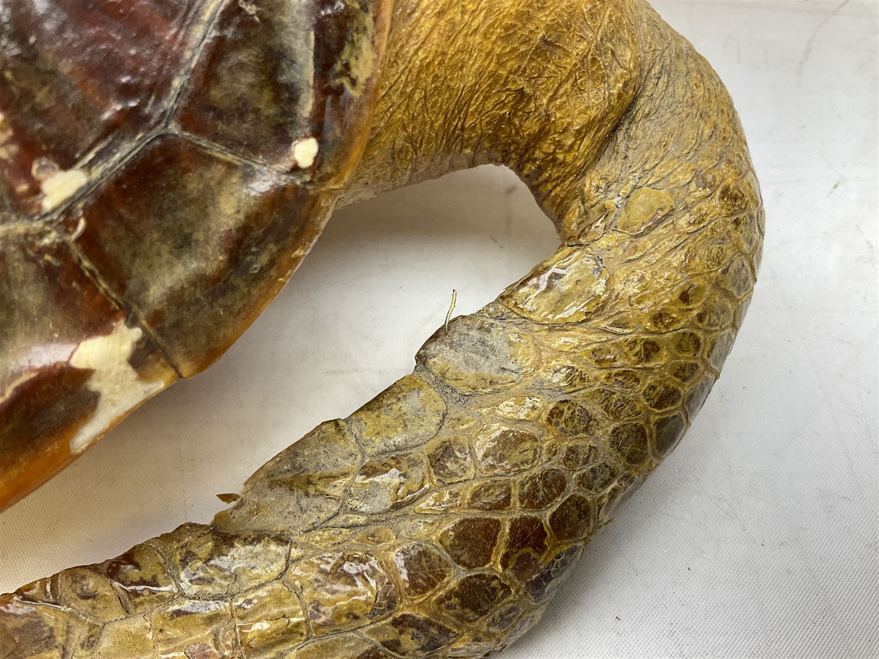 Taxidermy: Hawksbill Sea Turtle (Eretmochelys imbricata), juvenile full mount, beak to shell base L43cm