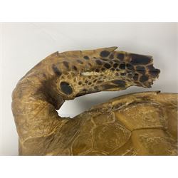 Taxidermy: Hawksbill Sea Turtle (Eretmochelys imbricata), juvenile full mount, beak to shell base, 40cm