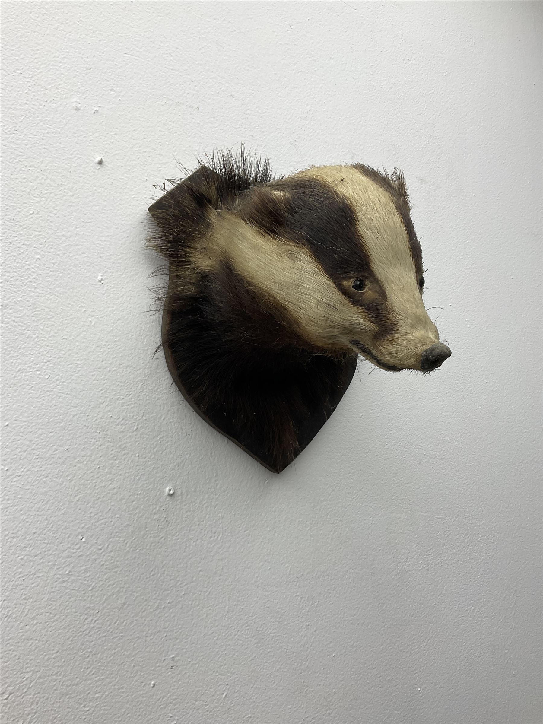 Taxidermy: European Badger Mask (Meles meles), adult Badger mask looking straight ahead, mounted upon a wooden shield, H30cm