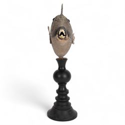 Taxidermy; Preserved Triggerfish (Balistidae), full adult mount, mounted upon an ebonised pedestal, fish L48cm, overall H50cm