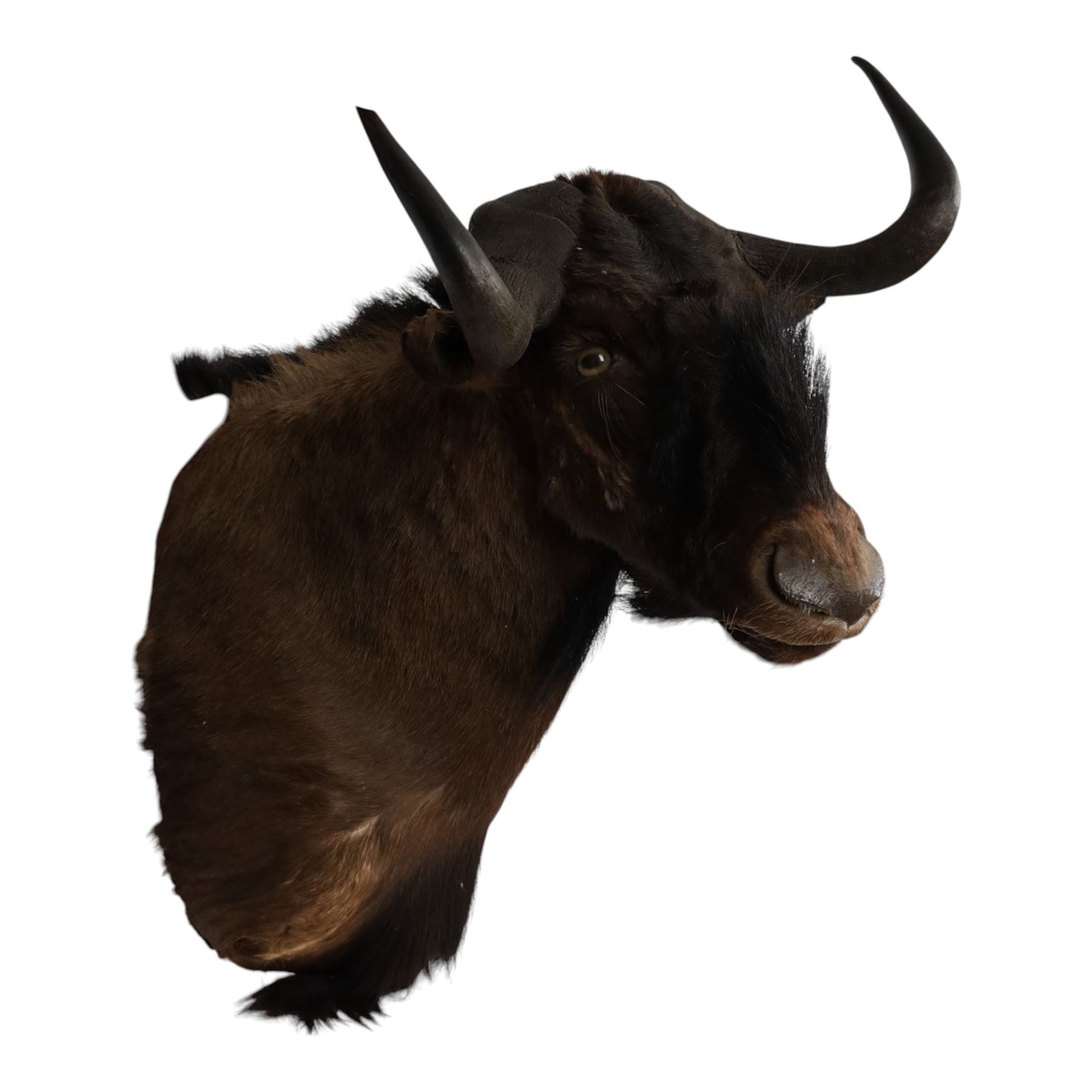 Taxidermy: Black Wildebeest (Connochaetes Gnou), adult male shoulder mount, with head turning slightly to the right, 81cm from wall