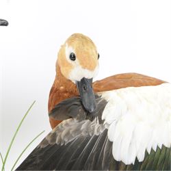 Taxidermy: Pair of Ruddy Shelducks (Tadorna ferruginea), a pair of full adult mounts, stood upon wooden logs with moss, H48cm, L80cm