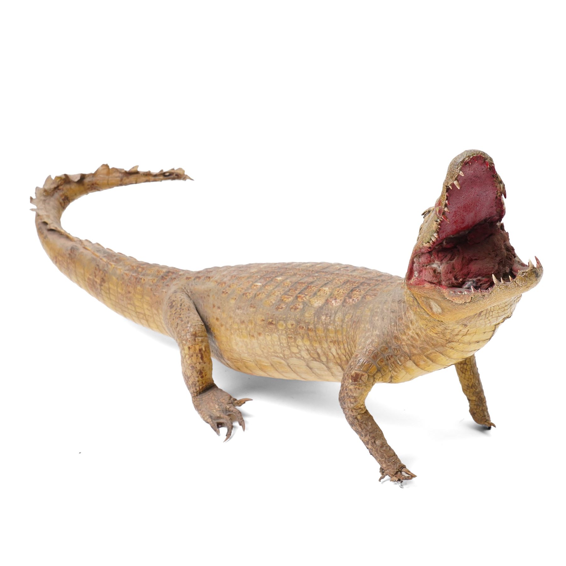 Taxidermy - Caiman Crocodile (Caiman Crocodilus), early 20th century full mount on open display, L90cm 