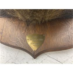 Taxidermy: European Wild Boar (Sus scrofa), adult male shoulder mount looking straight ahead, with mouth agape, on an wooden shield bearing brass plaque 'Boise de Sainte-Anne, 5 December 1930', D53cm