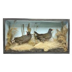 Taxidermy: Cased pair moorhens (Gallinula chloropus), male and female adult mounts, in a naturalistic setting, encased within a single panel display case, H37cm, L72cm