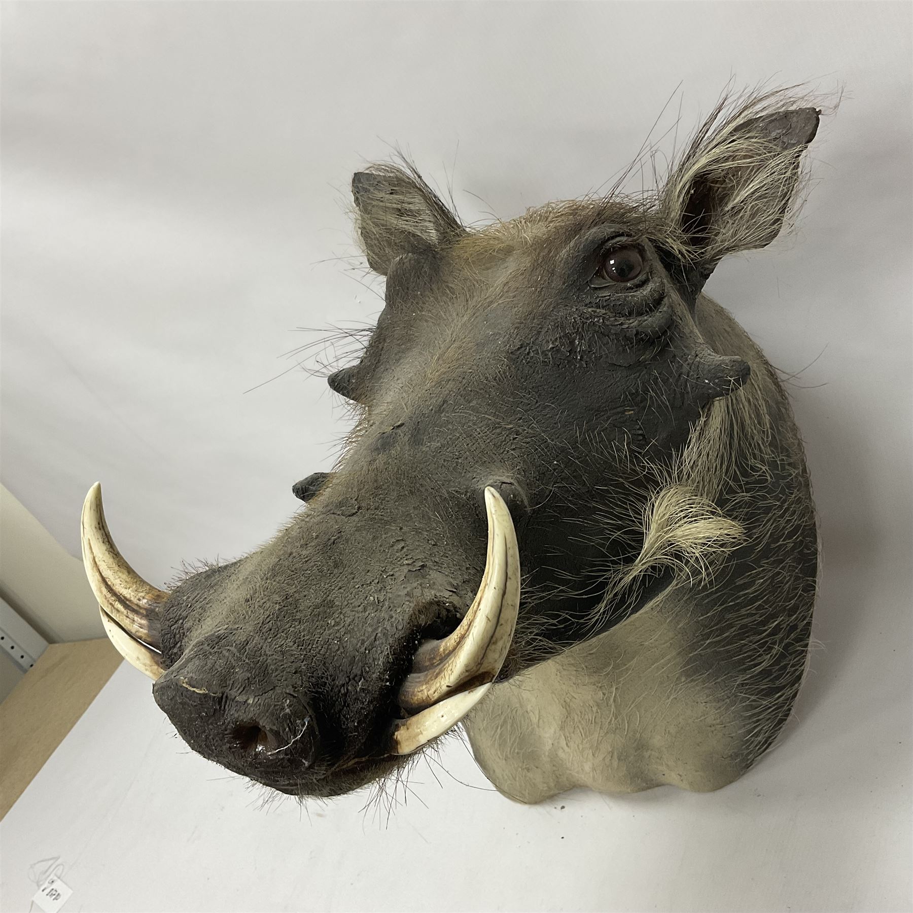 Taxidermy: A Common Warthog (Phacochoerus africanus), a large adult head mount looking straight ahead, D50cm