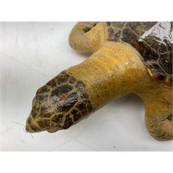 Taxidermy: Hawksbill Sea Turtle (Eretmochelys imbricata), juvenile full mount, beak to shell base L43cm