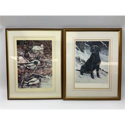 After Robert E Fuller (British 1972-): 'Kingfisher on Willow' and Falcon, pair colour prints together with signed print of ducks after David Binns and signed print of black labrador after John Trickett max 33cm x 25cm (4)