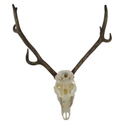 Antlers/Horns: Pair of Red Deer (Cervus elaphus) antlers on skull, H110cm