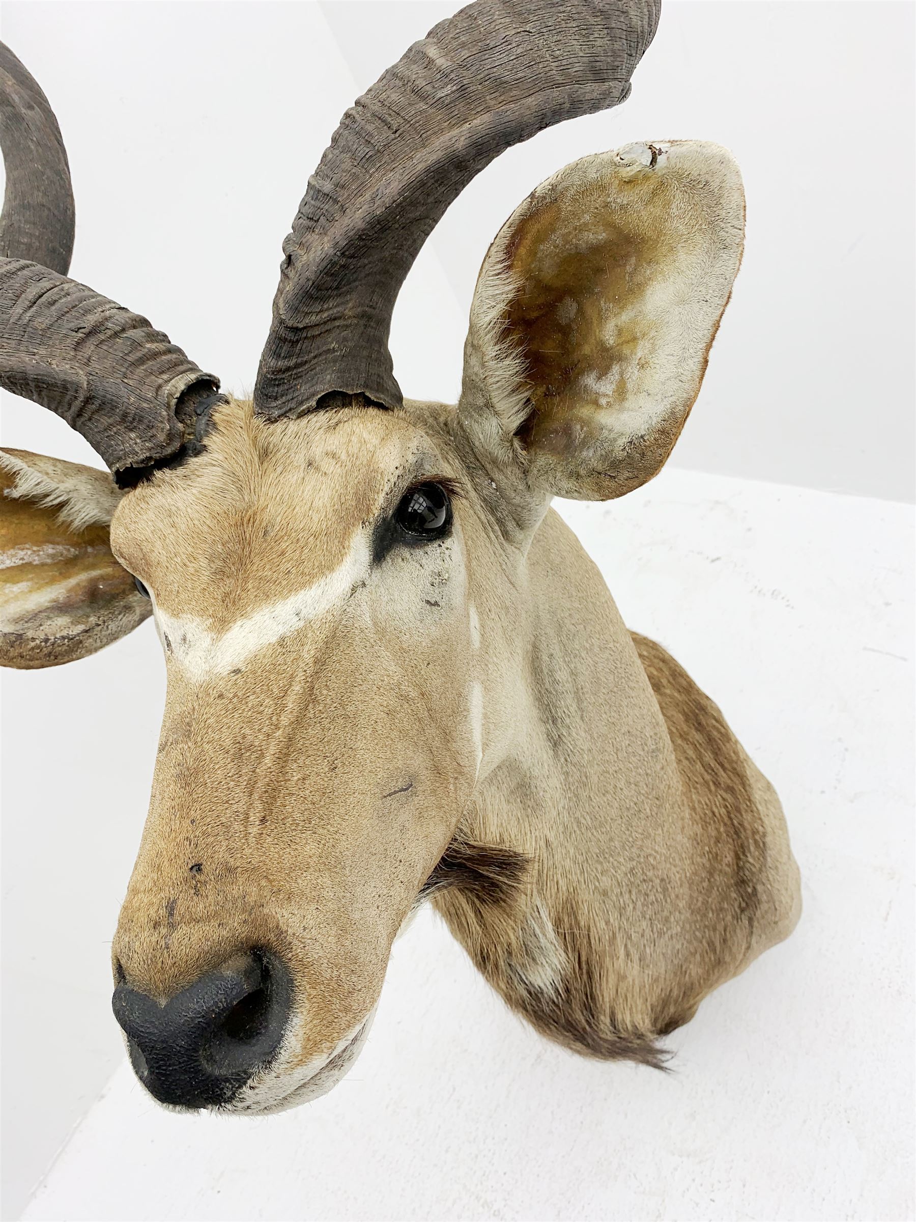 Taxidermy: Greater Kudu (Tragelaphus Strepsiceros), adult male shoulder mount, H170cm