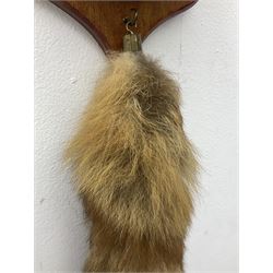 Taxidermy; Red fox mask (Vulpes vulpes), with mouth agape bearing teeth, mounted upon oak shield, with brush, shield L26cm
