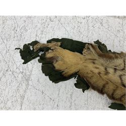 Skins/Hides: Victorian Tiger skin rug (tigris tigris), with green backing with scalloped edges,  L188cm  