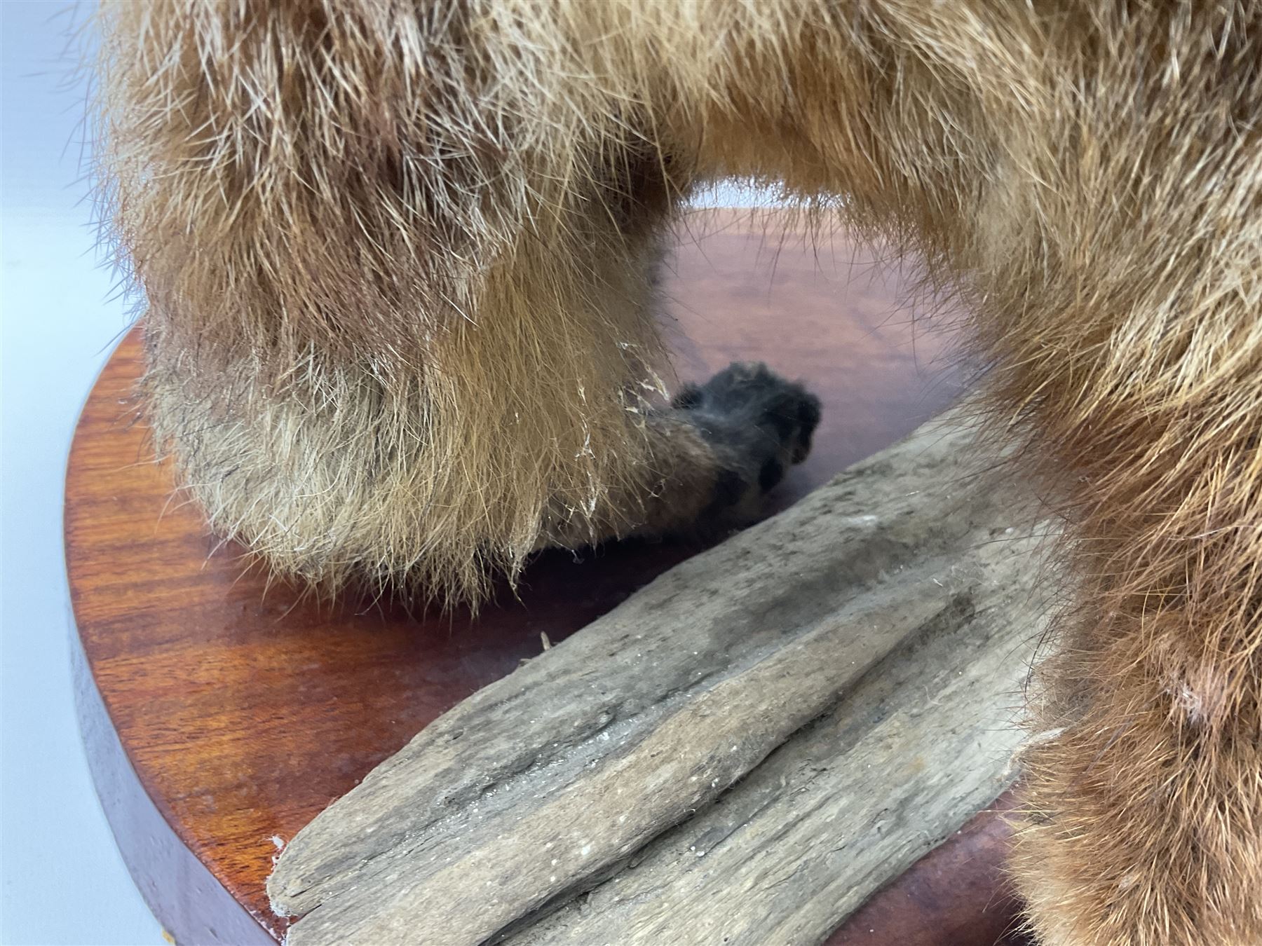 Taxidermy:  Red Fox (Vulpes vulpes), full adult mount stood upon a dry tree root and mounted on a wooden plinth, H50cm