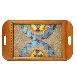 Entomology - Two Victorian South American Butterfly Wing Trays, each tray of rectangular form, protected by glazed panels, max 35cm x 52cm (2)